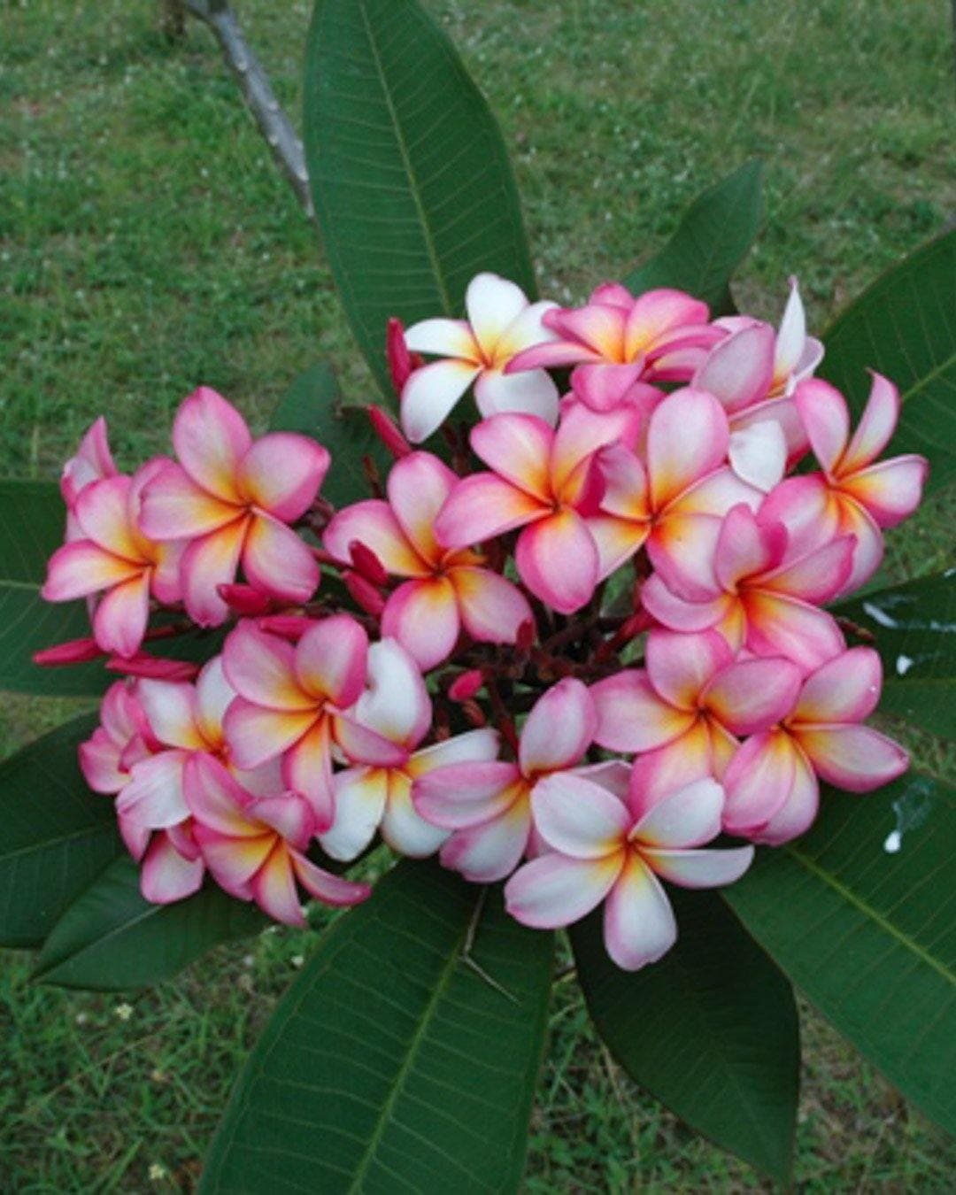 Plumeria "Laredo Princess" bianca-arancione-rosa (Frangipani, Pomelia) - 1