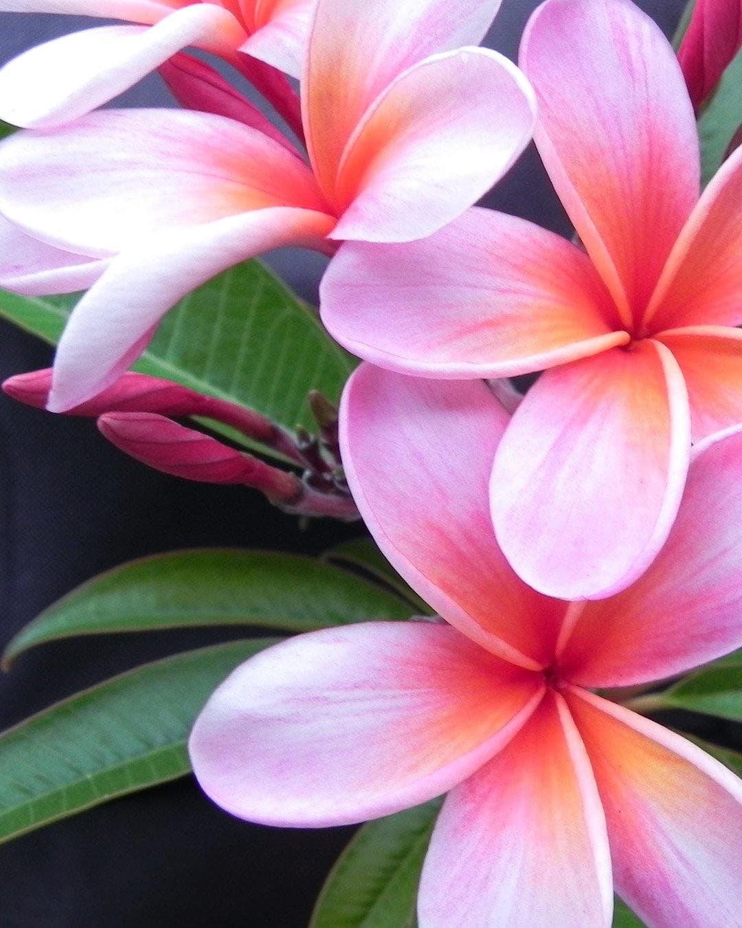Plumeria "Tangerine Dream" arancione-rosa (Frangipani, Pomelia) - 1