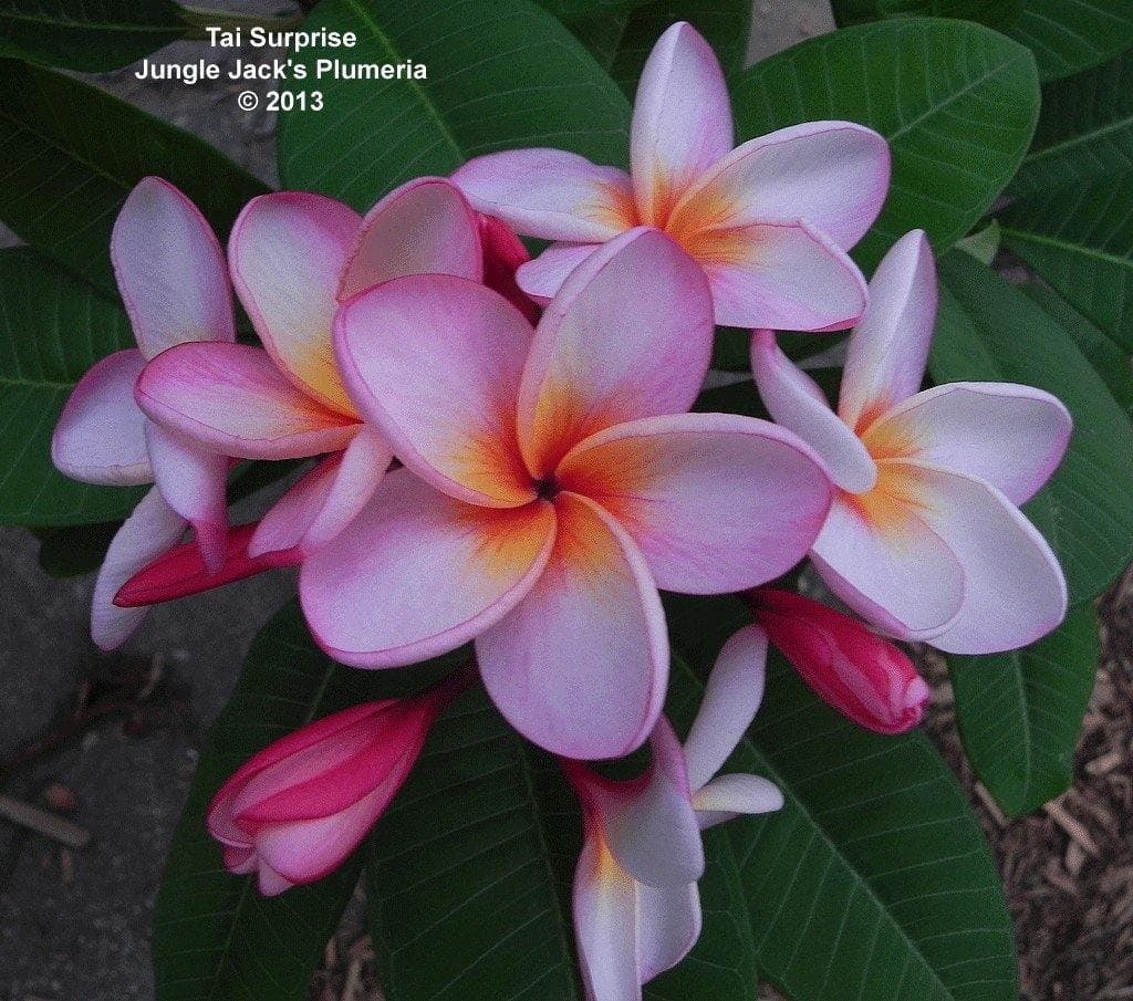Plumeria "Tai Surprise" arancione-rosa (Frangipani, Pomelia) - 1
