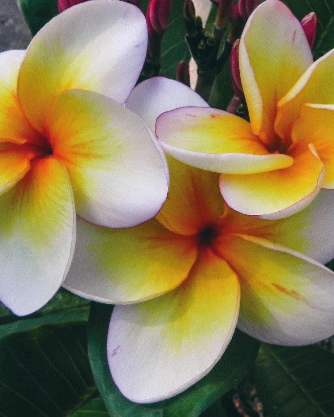Plumeria "Sun Splash" bianca-gialla-arancione (Frangipani, Pomelia) - 2