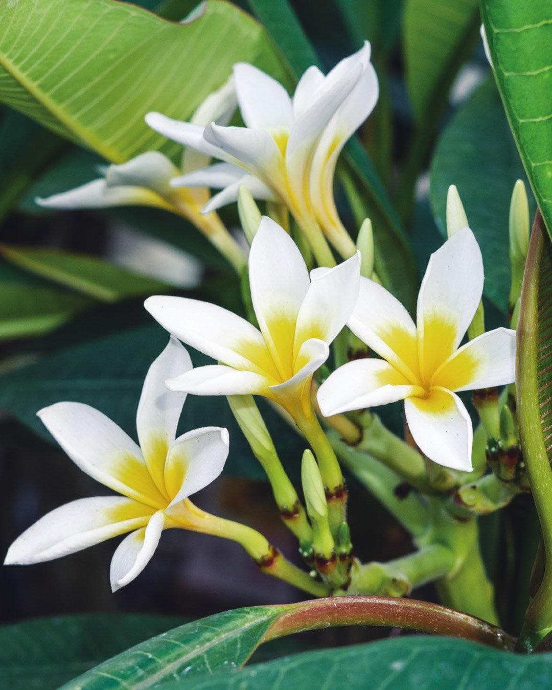 Plumeria "Star White" bianca-gialla (Frangipani, Pomelia) - 4