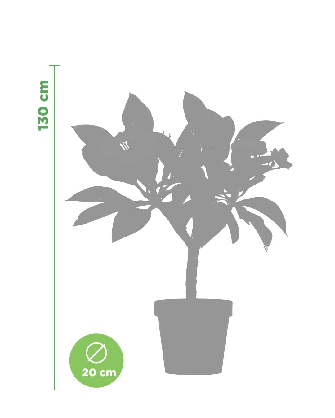 Plumeria "Star White" bianca-gialla (Frangipani, Pomelia) - 3