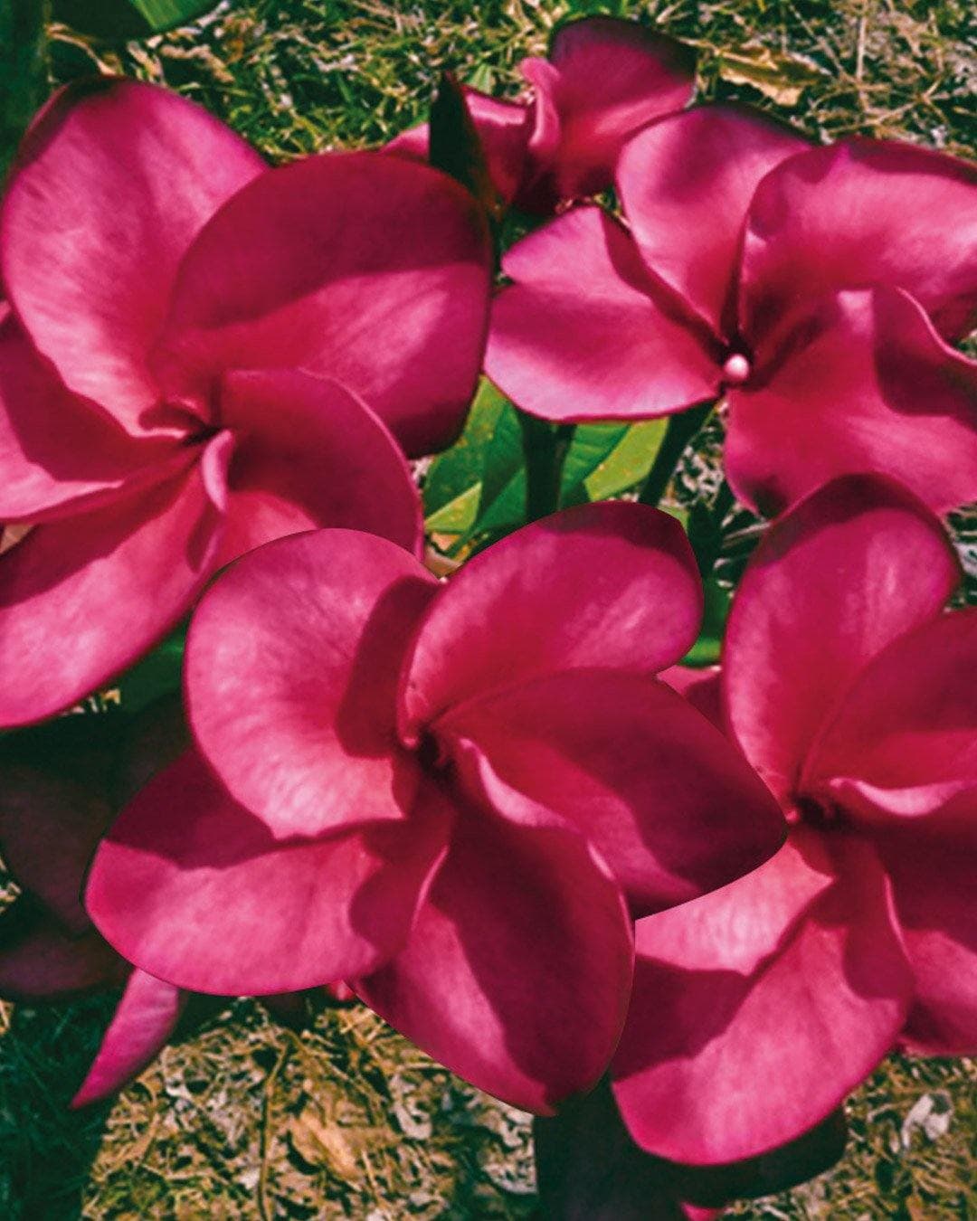 Plumeria "Super Round" rossa (Frangipani, Pomelia) - 4