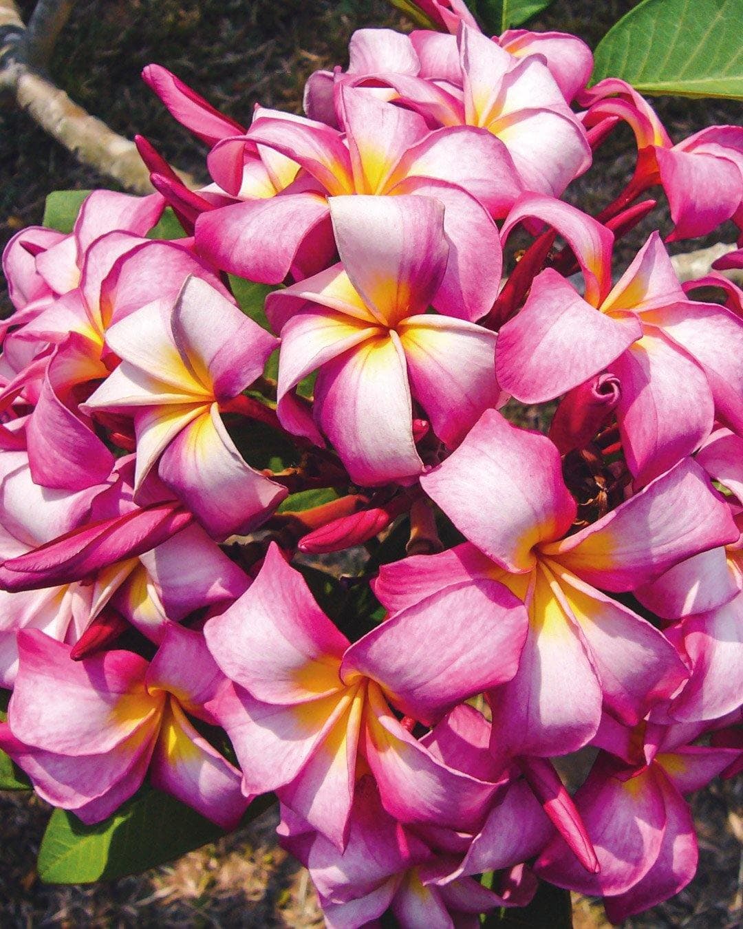 Plumeria "Star of Siam" rosa-bianca-viola (Frangipani, Pomelia)