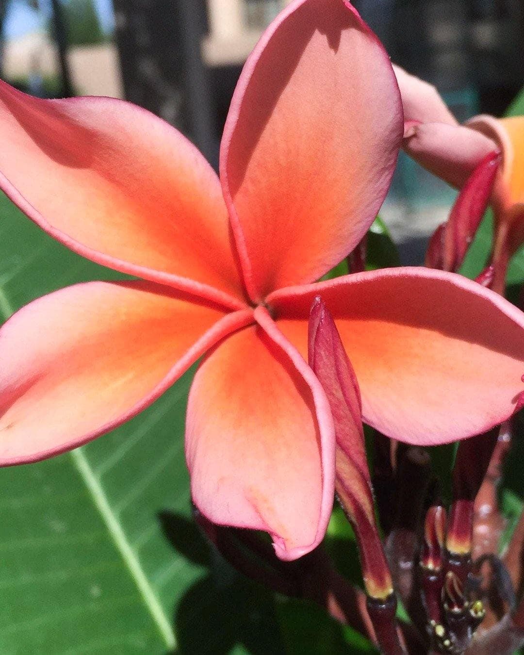 Plumeria "Sedona" arancione (Frangipani, Pomelia) - 1
