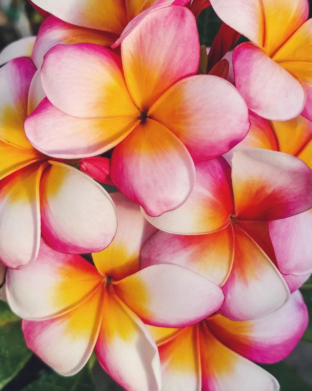 Plumeria "Thumbalina" rosa-gialla-bianca (Frangipani, Pomelia) - 7