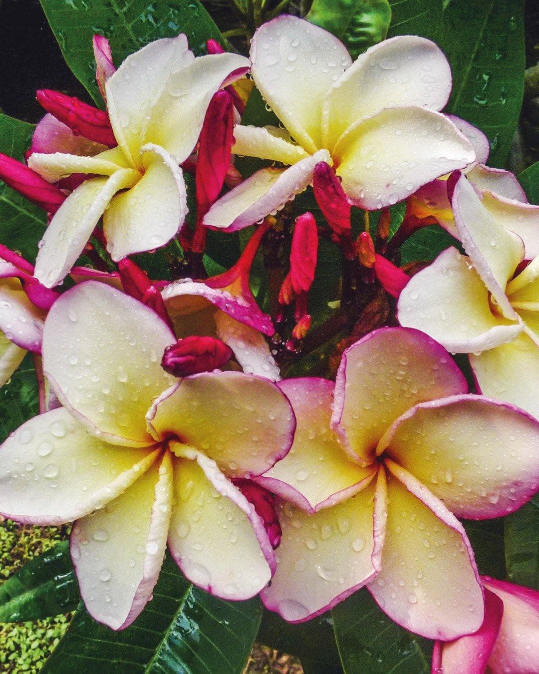 Plumeria "Thai Jade" bianca-gialla (Frangipani, Pomelia) – M - Diametro 18 – Max Best Plants – pianta