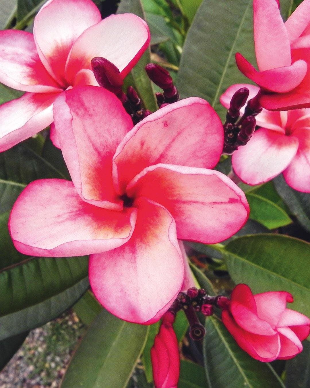 Plumeria "Temple Fire" rosa (Frangipani, Pomelia) - 1