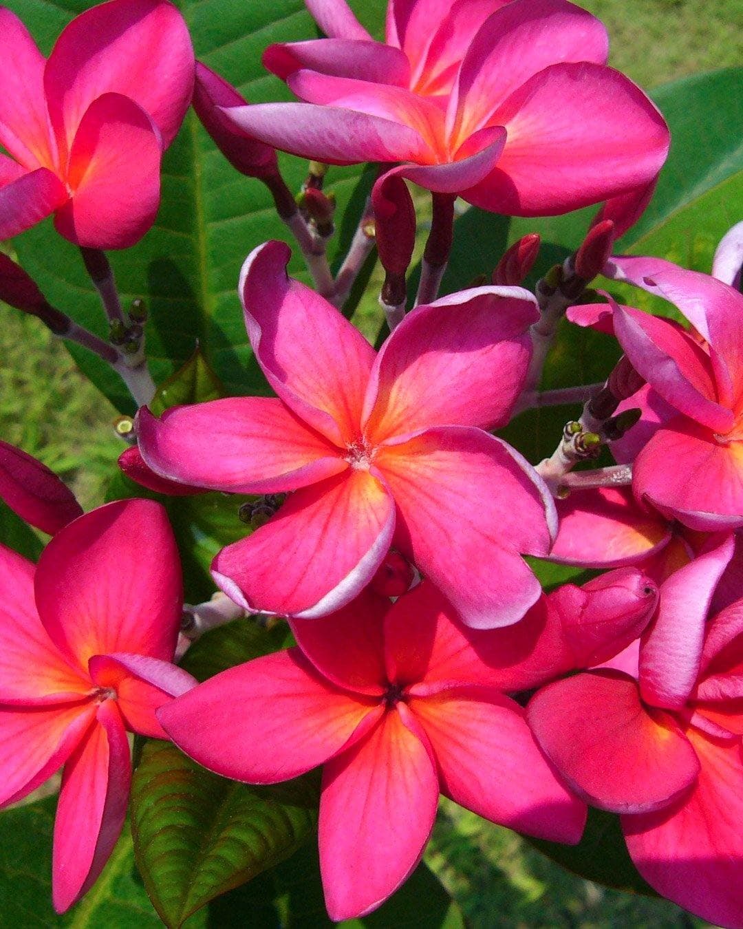 Plumeria "Wild Pink" rosa (Frangipani, Pomelia) - 2
