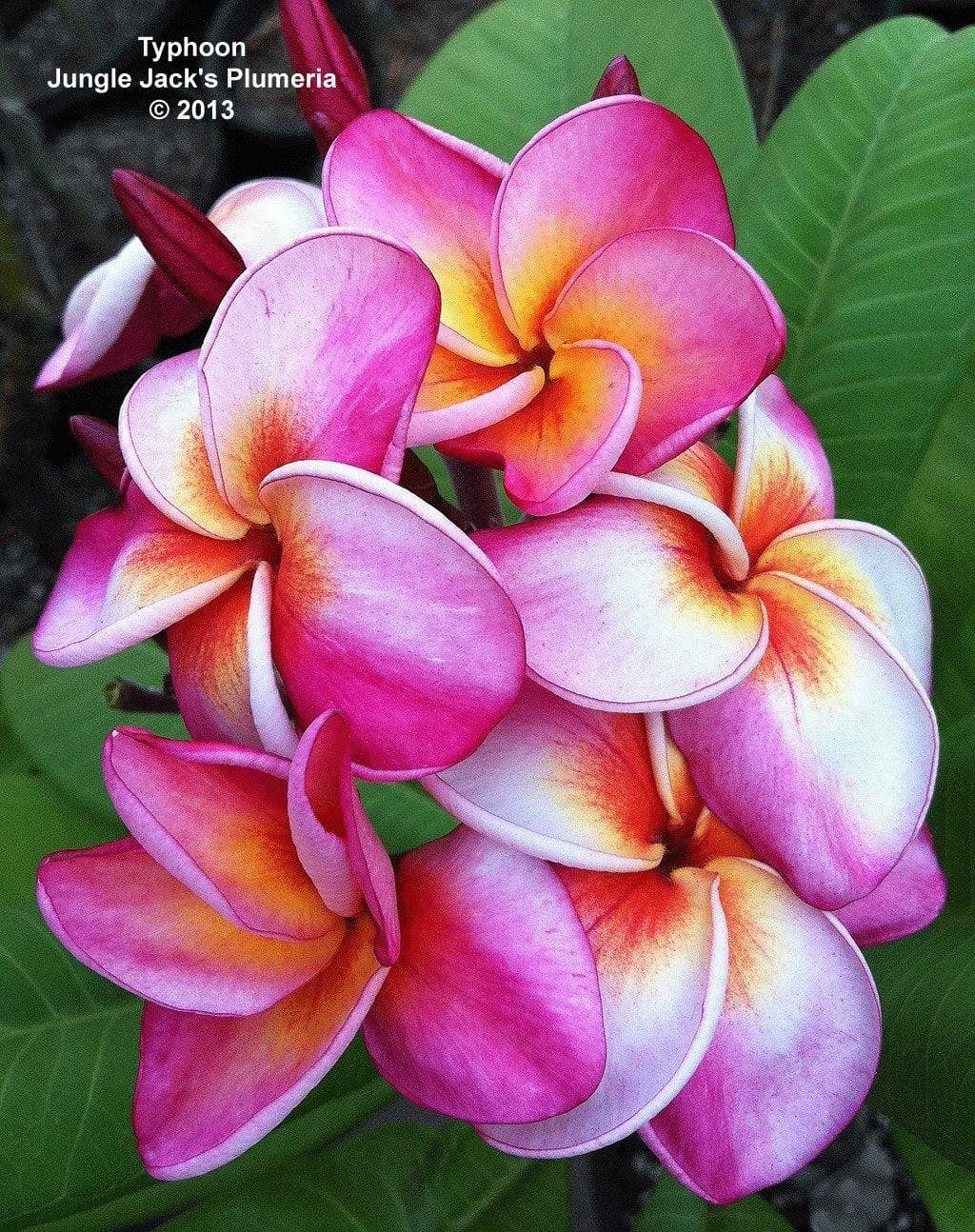 Plumeria "Typhoon" rosa-arancione (Frangipani, Pomelia) - 1