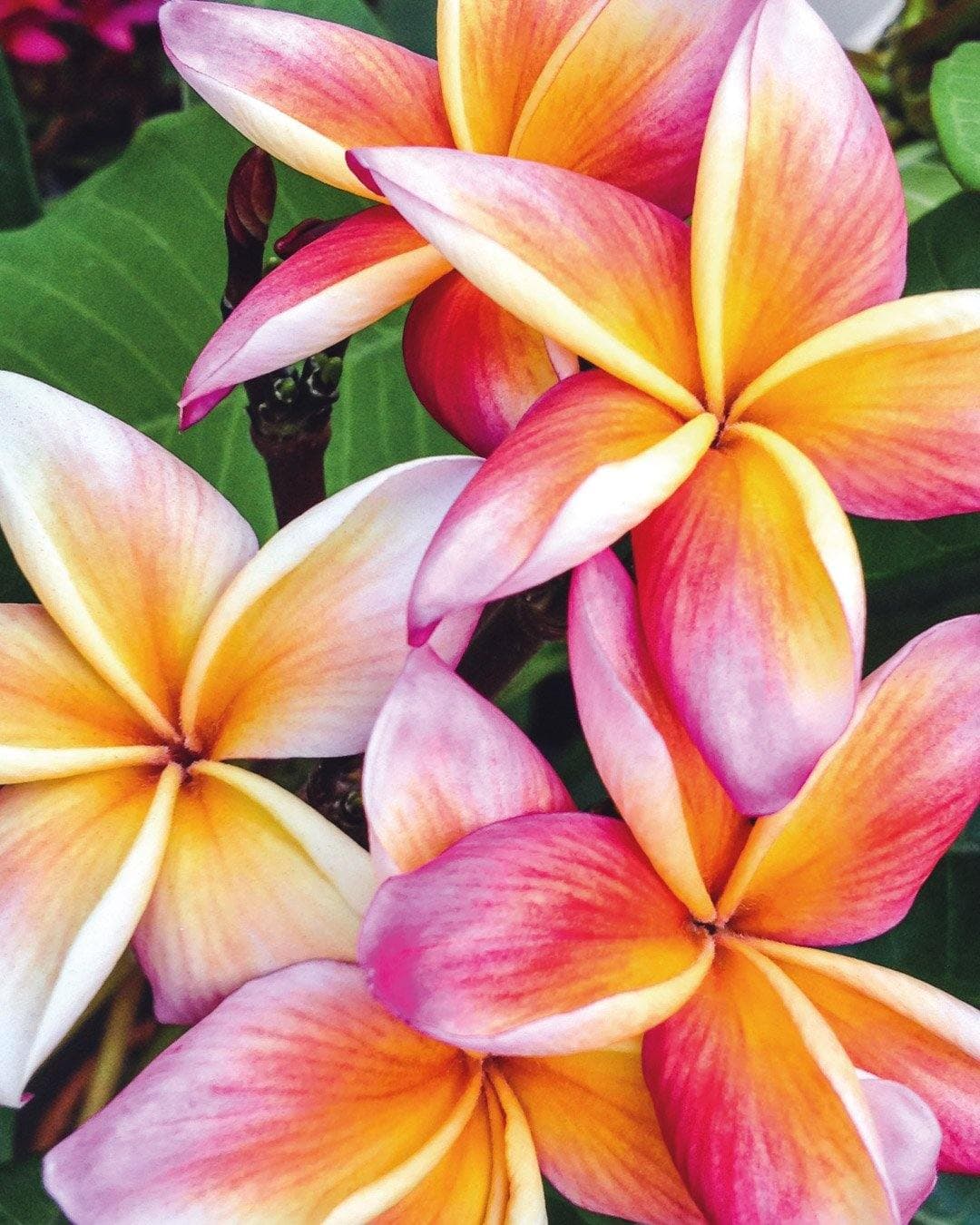 Plumeria "Whirlwind" rosa-arancione (Frangipani, Pomelia) - 4