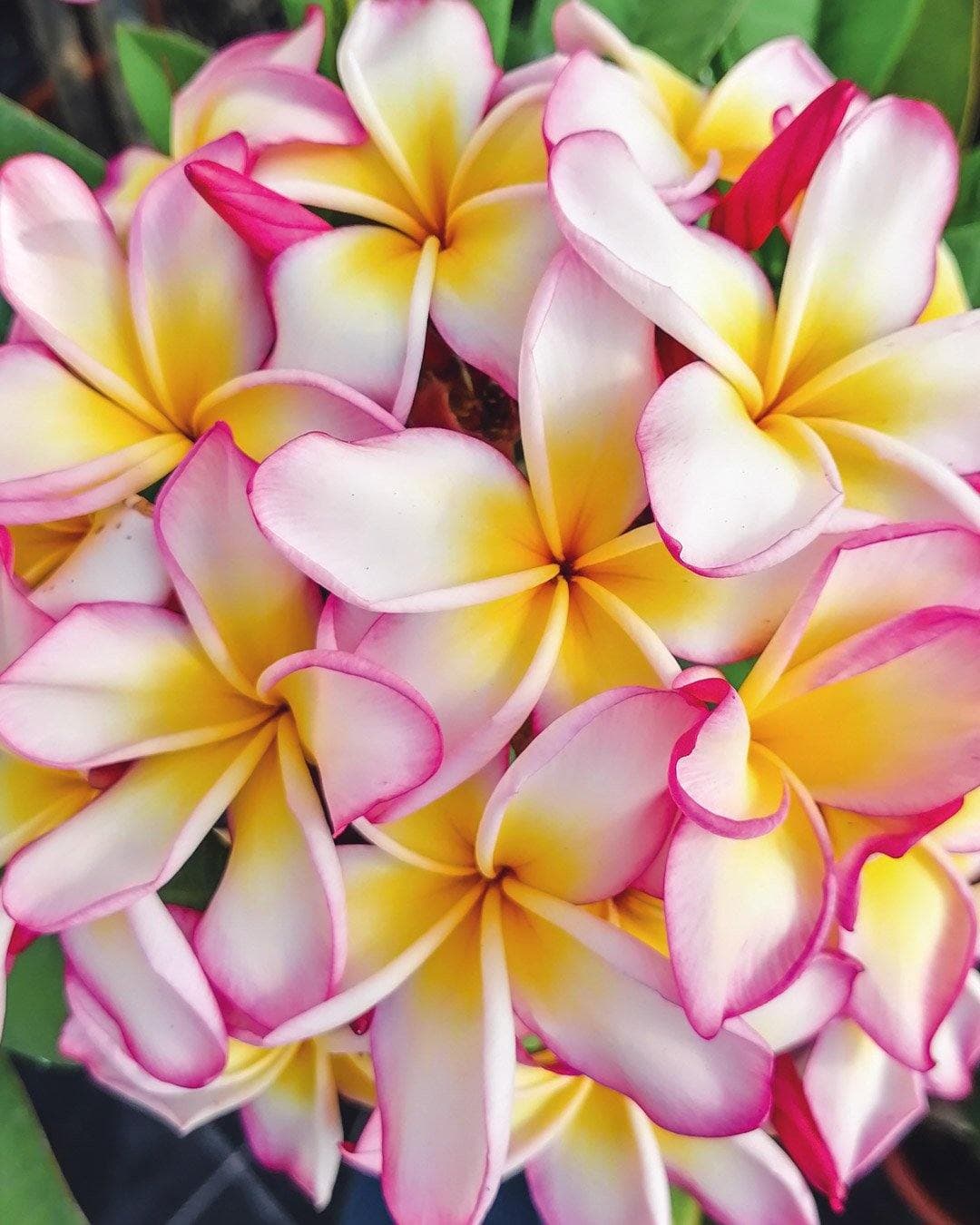 Plumeria "Jenny" rosa-gialla-bianca (Frangipani, Pomelia) – M - Diametro 18 – Max Best Plants – pianta