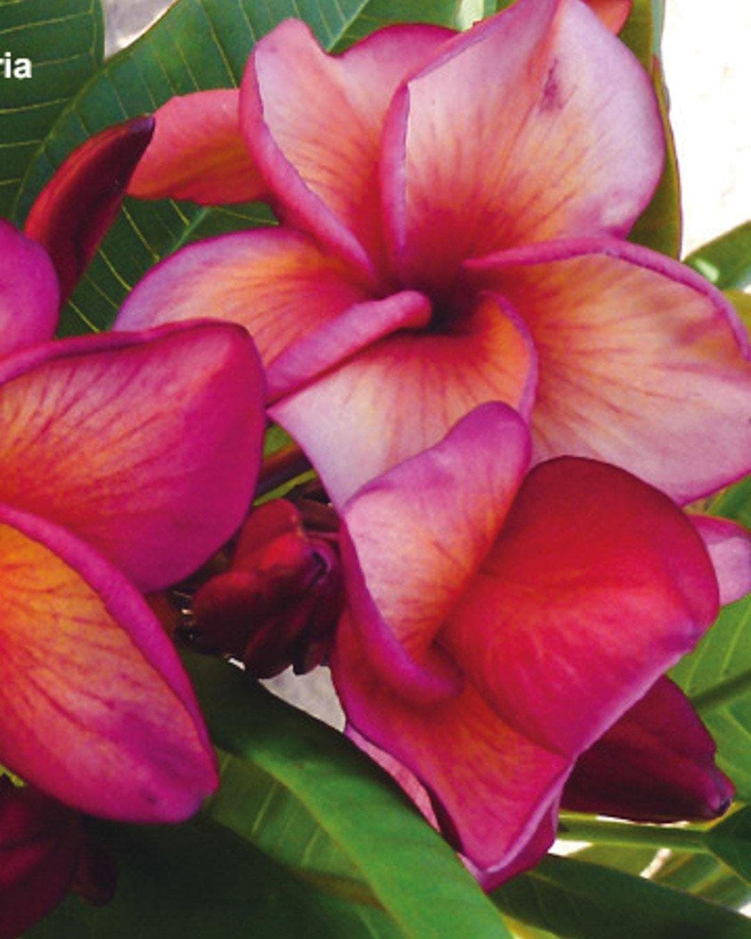 Plumeria "Karma" rosa (Frangipani, Pomelia) - 1