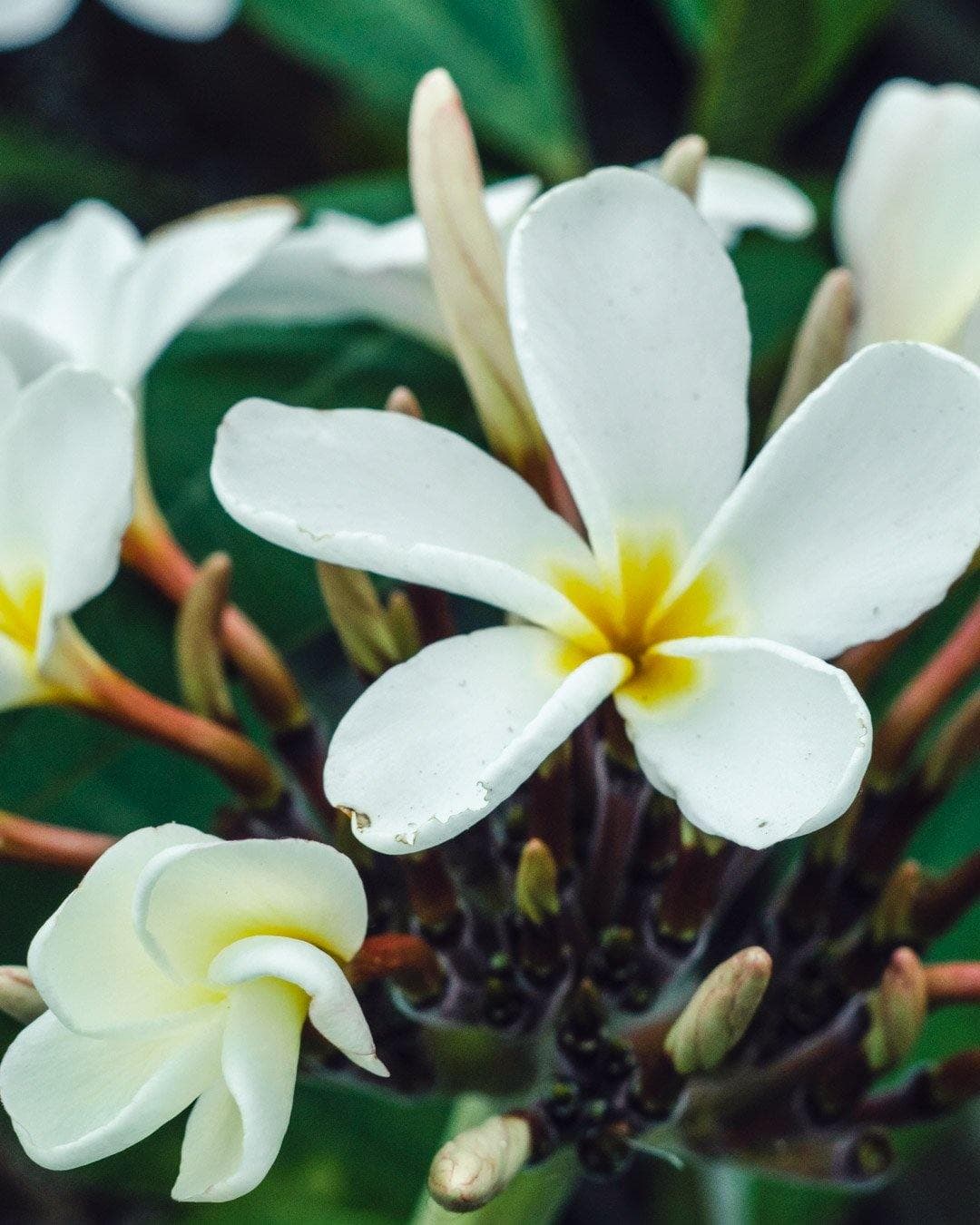 Plumeria "Ken's White" bianca-gialla (Frangipani, Pomelia) – M - Diametro 18 – Max Best Plants – pianta