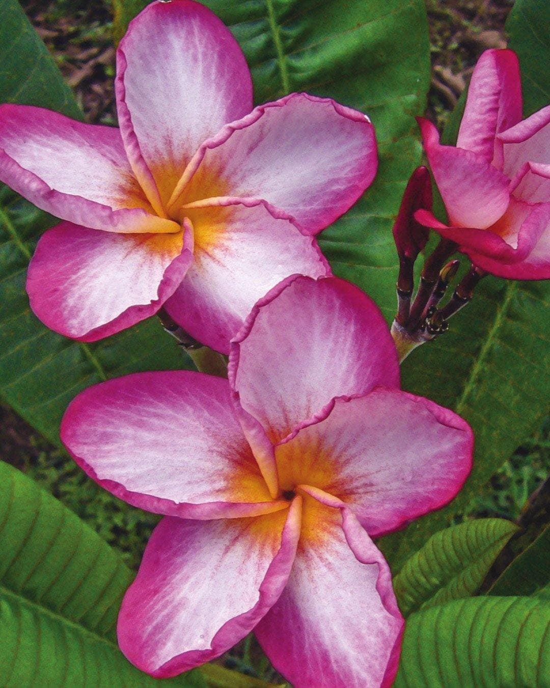Plumeria "Kazoo" rosa-bianca-gialla (Frangipani, Pomelia)