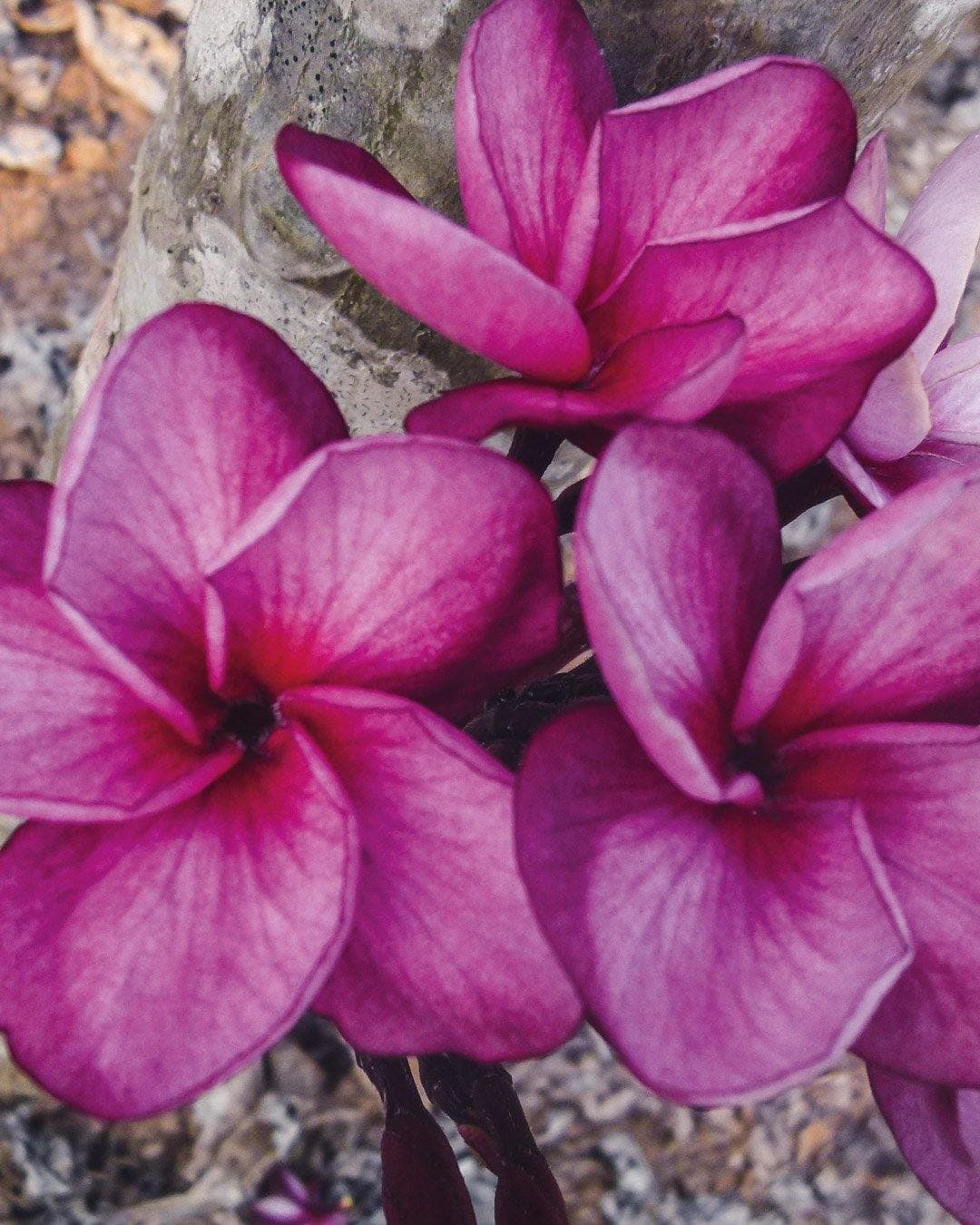 Plumeria "Lorien" viola (Frangipani, Pomelia) - 4