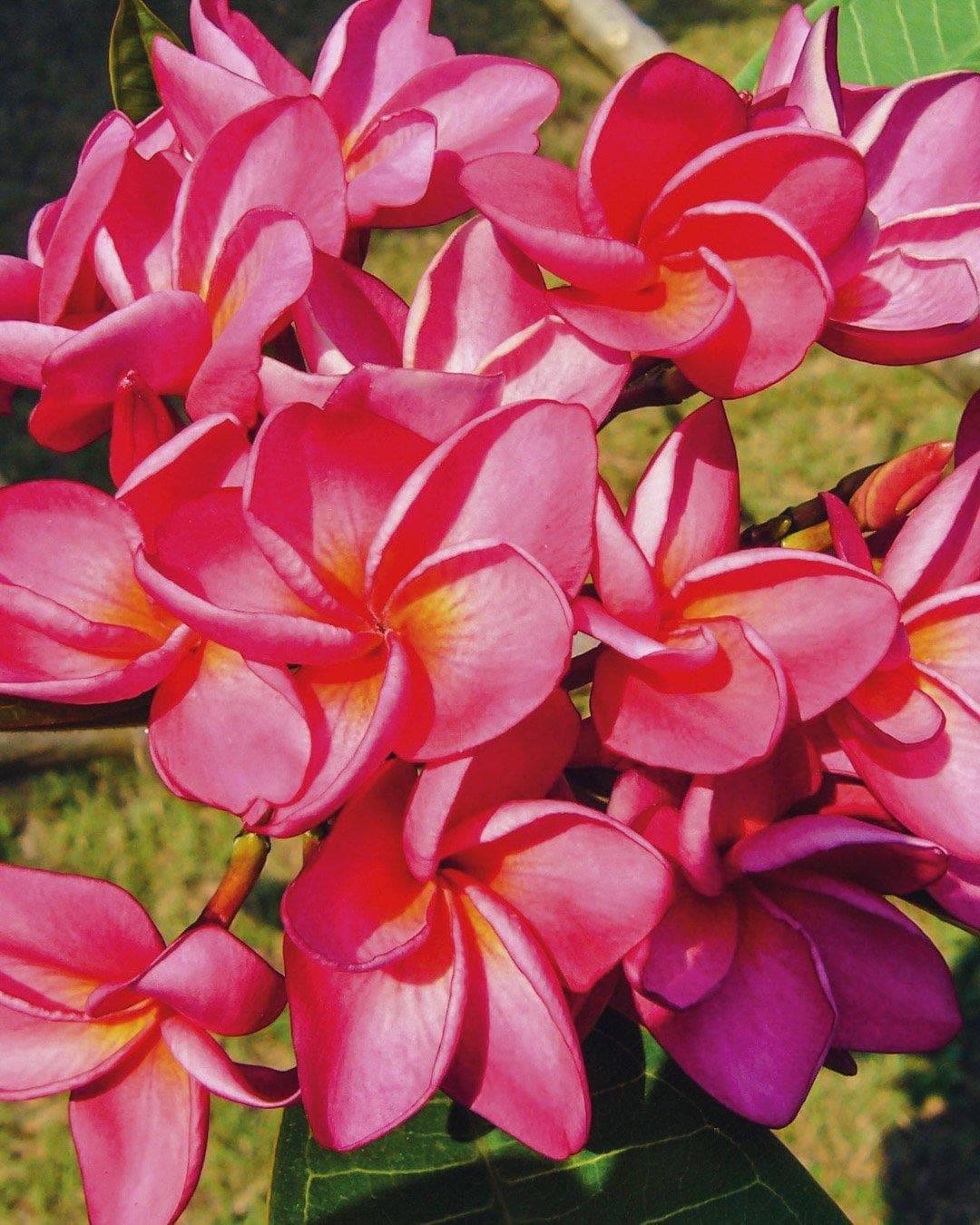 Plumeria "Satin Sun" rosa-arancione (Frangipani, Pomelia) - 1