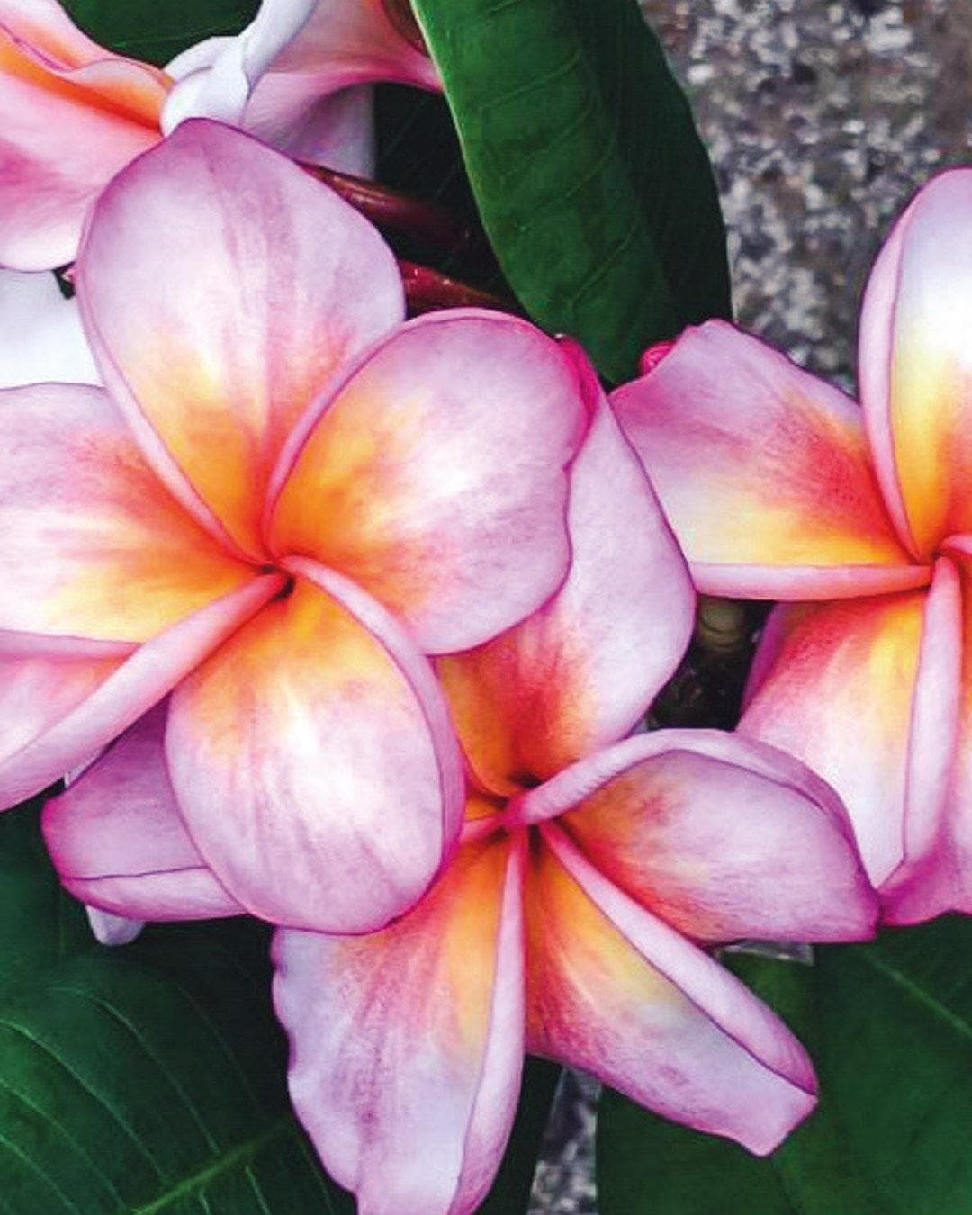 Plumeria "Salmon Jack" arancione-viola (Frangipani, Pomelia)