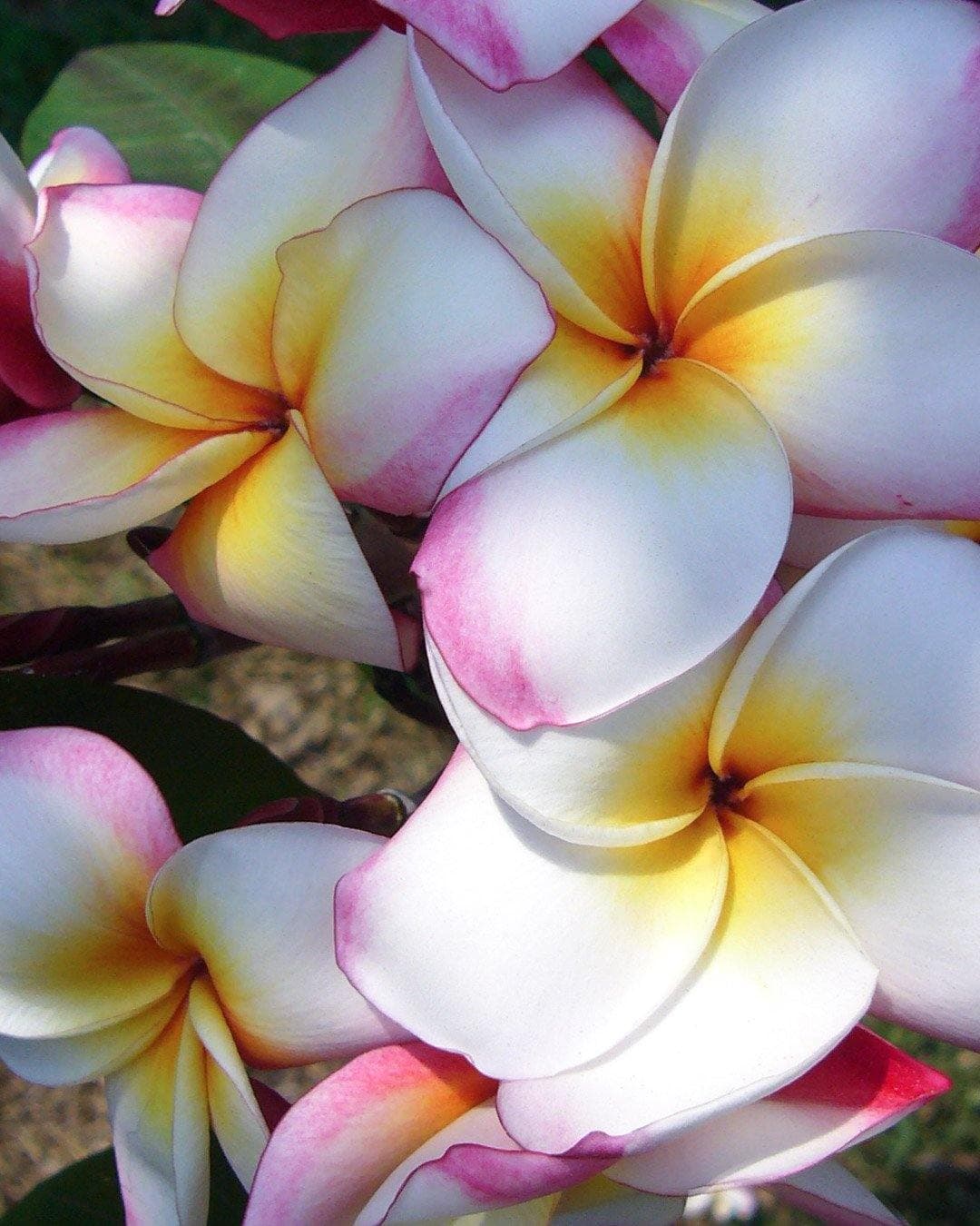 Plumeria "Roxy" rosa-bianca-gialla (Frangipani, Pomelia) - 2
