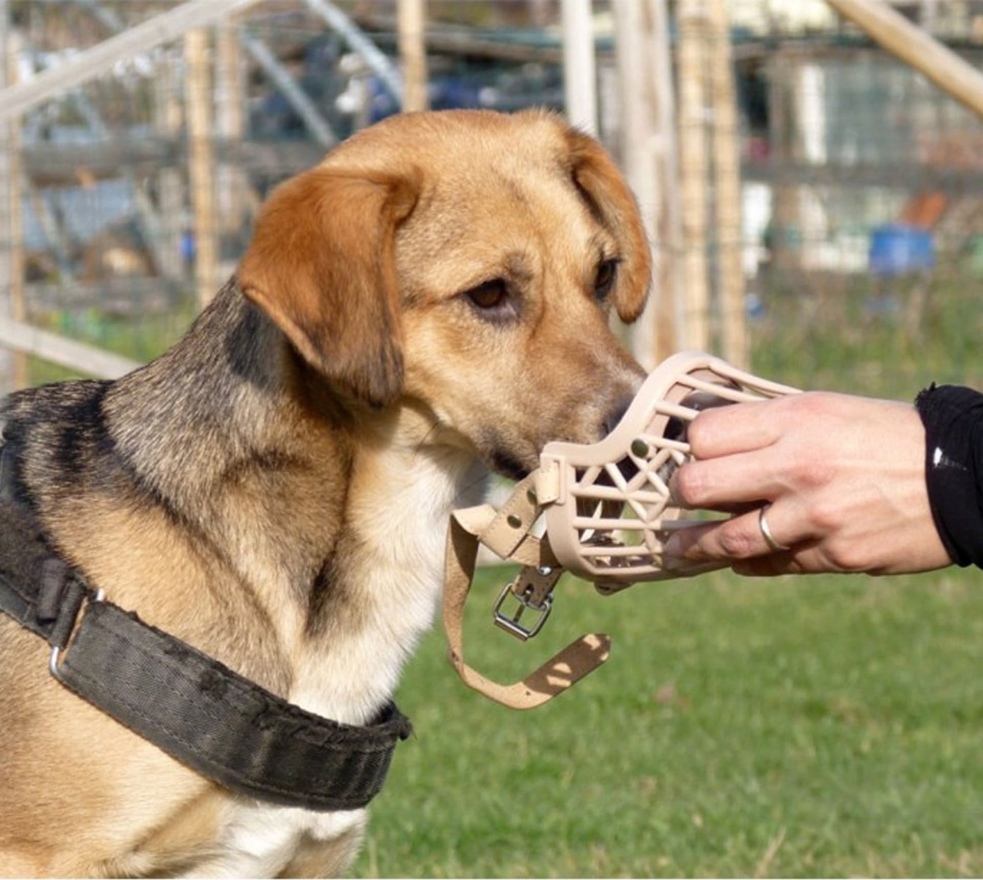 MUSERUOLA A CESTELLO IN PLASTICA PER CANI DI PICCOLA MEDIA GRANDE TAGLIA SICURA - 4
