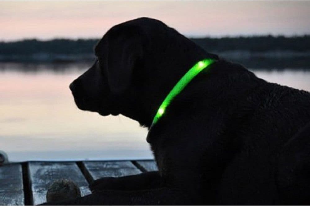 COLLARE REGOLABILE LUMINOSO A LED PER CANI E GATTI VARI COLORI E MISURE - 10