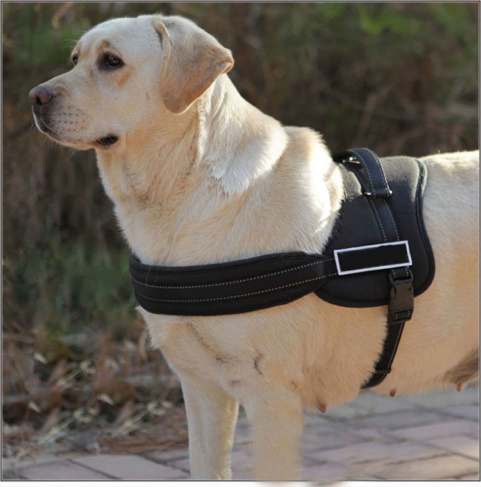 PETTORINA CINGHIA CANI CANE BARDATURA CINTURA IMBRAGATURA ADDESTRAMENTO - 2