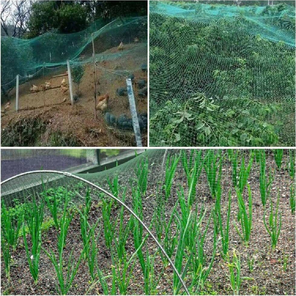 RETE ANTI UCCELLI VERDE IN POLIETILENE PROTEZIONE GIARDINO ORTO PIANTE 2 X 10 MT - 3