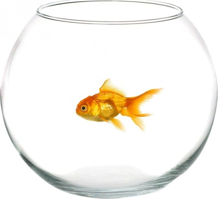 AMPOLLA BOCCIA PER PESCI IN VETRO 16 CM ACQUARIO PESCE ROSSO CENTROTAVOLA - 2