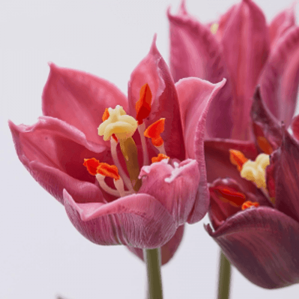 Fiore artificiale "tulipano" effetto realistico con stelo e foglie verdi in Fiori artificiali Decor Space - Altamura, commercioVirtuoso.it