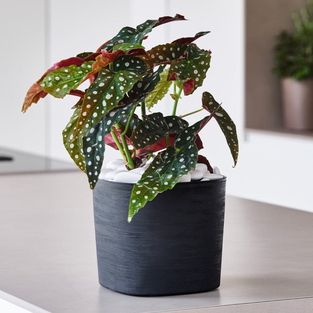 Vaso ecologico "Capri" in plastica 100% riciclata da esterno per fiori e piante Giardino e giardinaggio/Attrezzi da giardino e attrezzature per l'irrigazione/Vasi e accessori per piante/Vasi tradizionali Decor Space - Altamura, Commerciovirtuoso.it