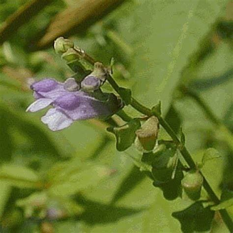 Scutellaria estratto spagirico - Aether - 2