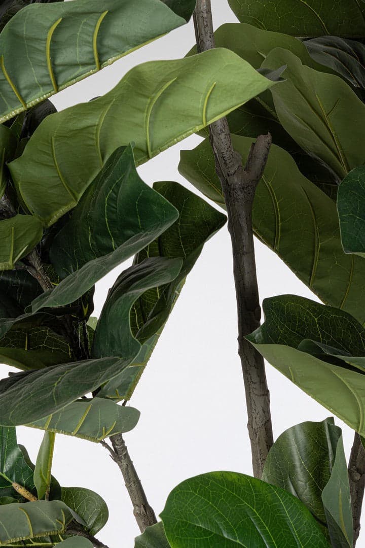 Pianta artificiale "Ficus Lyrata" con vaso in plastica nero, con foglie in gomma in Piante artificiali Decor Space - Altamura, commercioVirtuoso.it