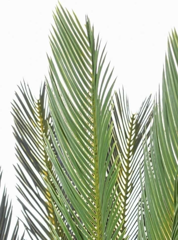 Pianta artificiale "Palma Cycas" con foglie e rami in PE, vaso in plastica in Piante artificiali Decor Space - Altamura, commercioVirtuoso.it