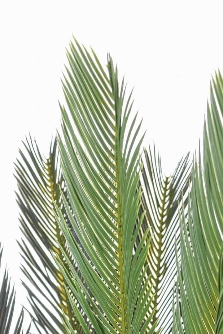 Pianta artificiale "Palma Cycas" con foglie e rami in PE, vaso in plastica in Piante artificiali Decor Space - Altamura, commercioVirtuoso.it