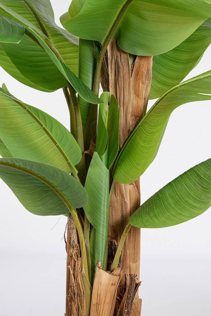 Pianta artificiale "Banano" con vaso nero, foglie in gomma, realistica in Piante artificiali Decor Space - Altamura, commercioVirtuoso.it