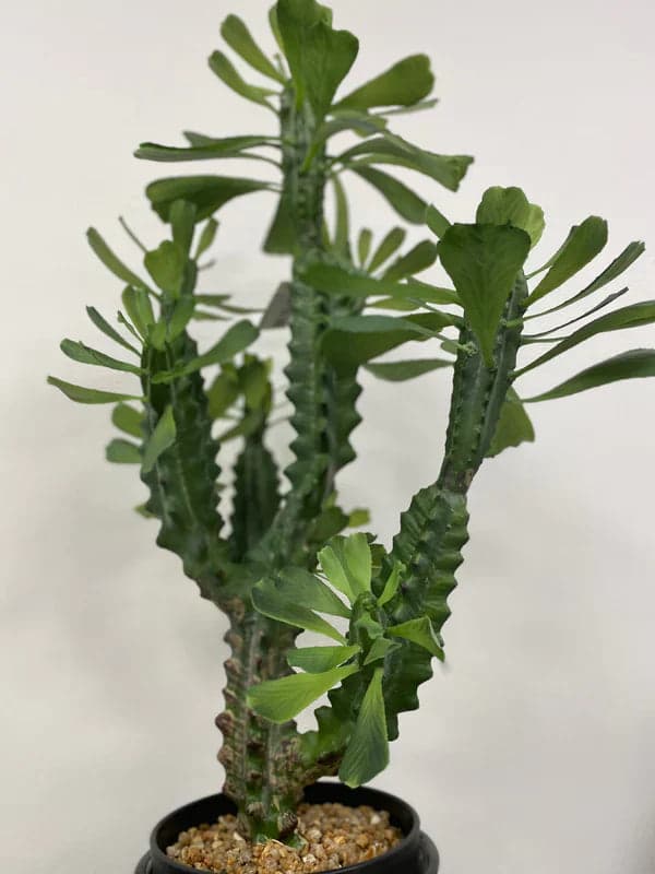Cactus "West" in vaso pianta grassa artificiale per interno ed esterno h 63 cm in Piante artificiali Decor Space - Altamura, commercioVirtuoso.it