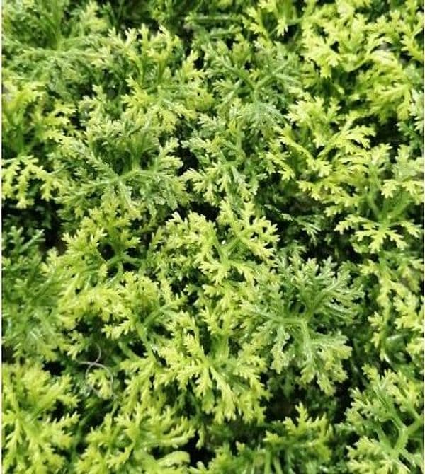 Siepe artificiale "Lichene" per esterno e giardino da 50 x 50 cm in Recinzioni decorative Decor Space - Altamura, commercioVirtuoso.it