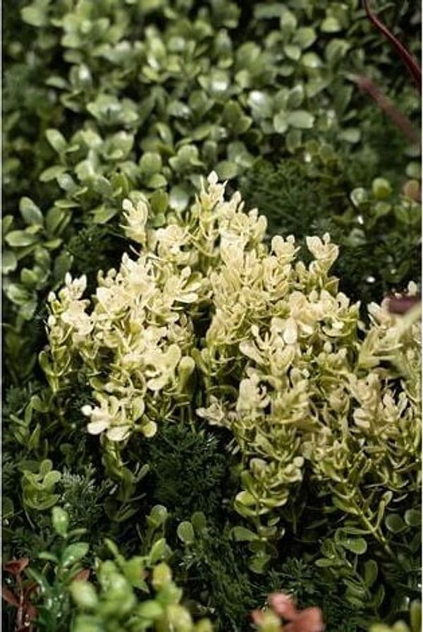 Siepe artificiale "Kenya" per esterno e giardino da 100 x 100 cm in Recinzioni decorative Decor Space - Altamura, commercioVirtuoso.it
