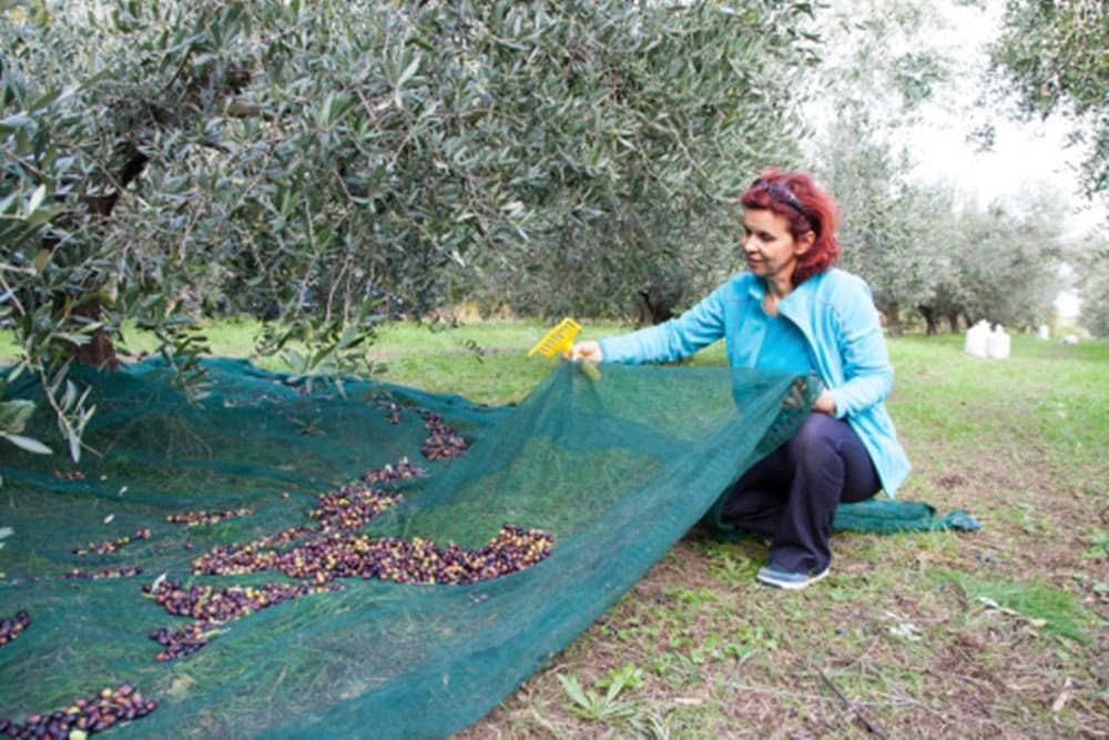 SET 3PZ RETE PER RACCOLTA OLIVE FRUTTA PIANTAGIONI RESISTENTE DUREVOLE 3X10MT VERDE 222271 - 12
