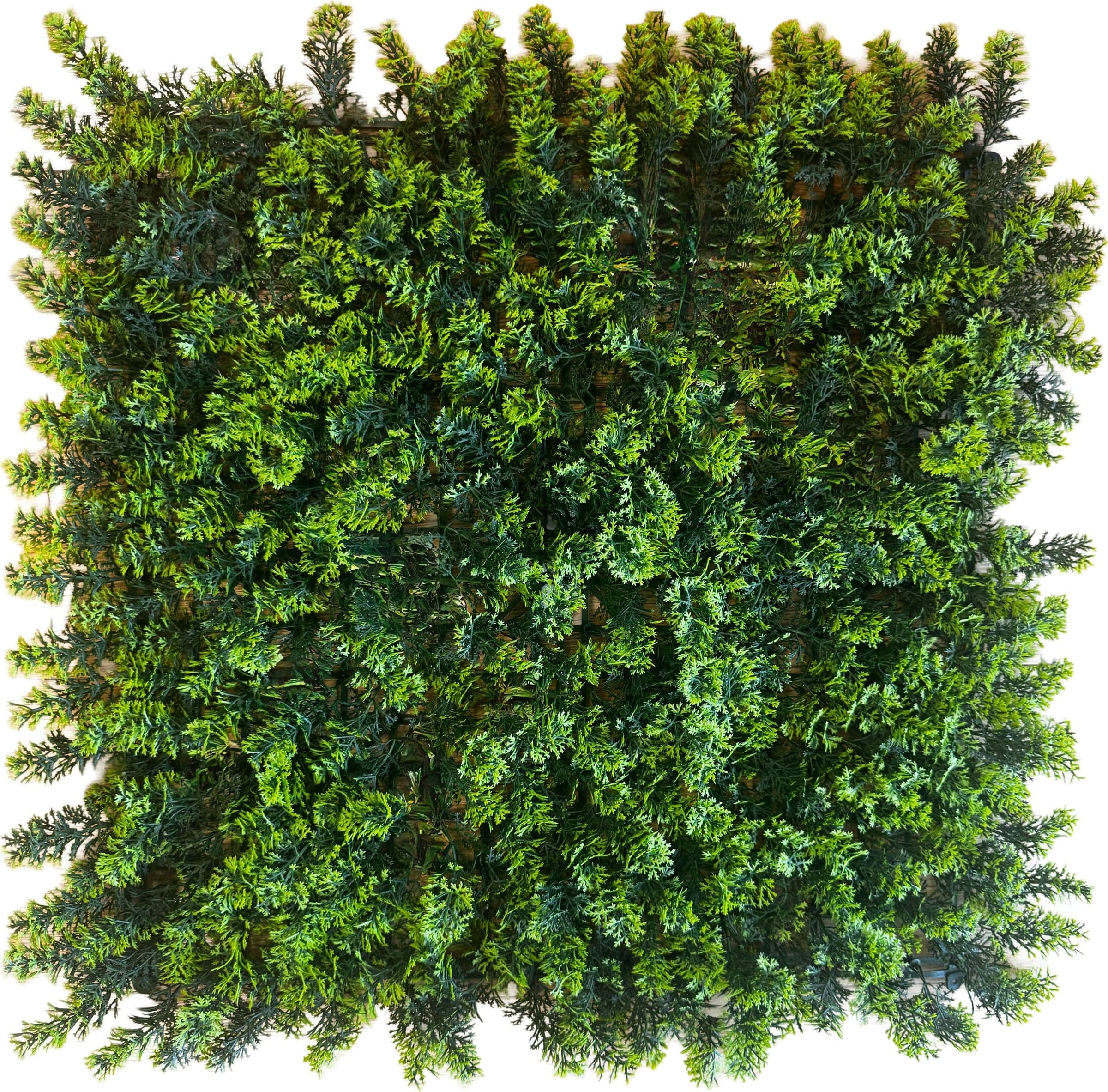 Pannelli Verde Verticale 50×50 cm Ultra-realistici e folti, per interno/esterno CIPRESSO - Eternal Parquet - Eternal Parquet