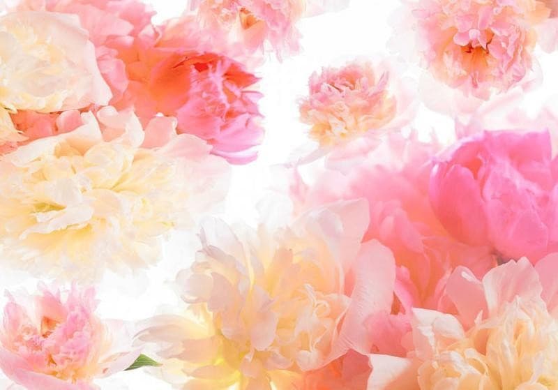 Fotomurale  Pastel peonies - 6