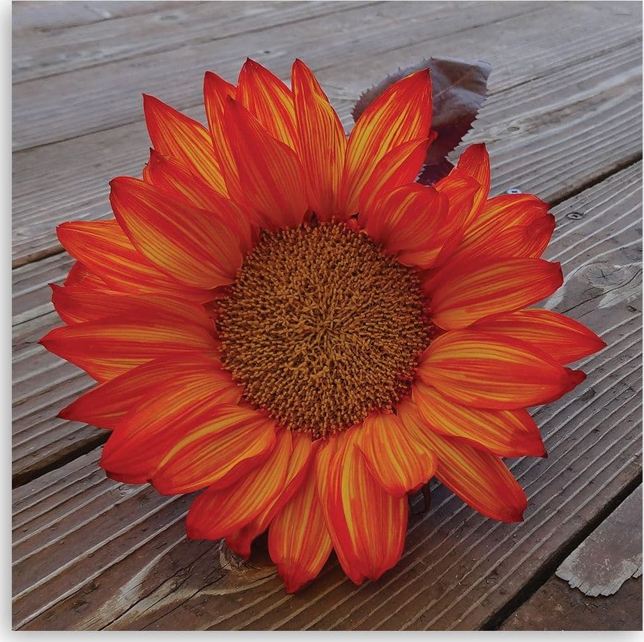 Quadro su tela, Girasole arancione - 3