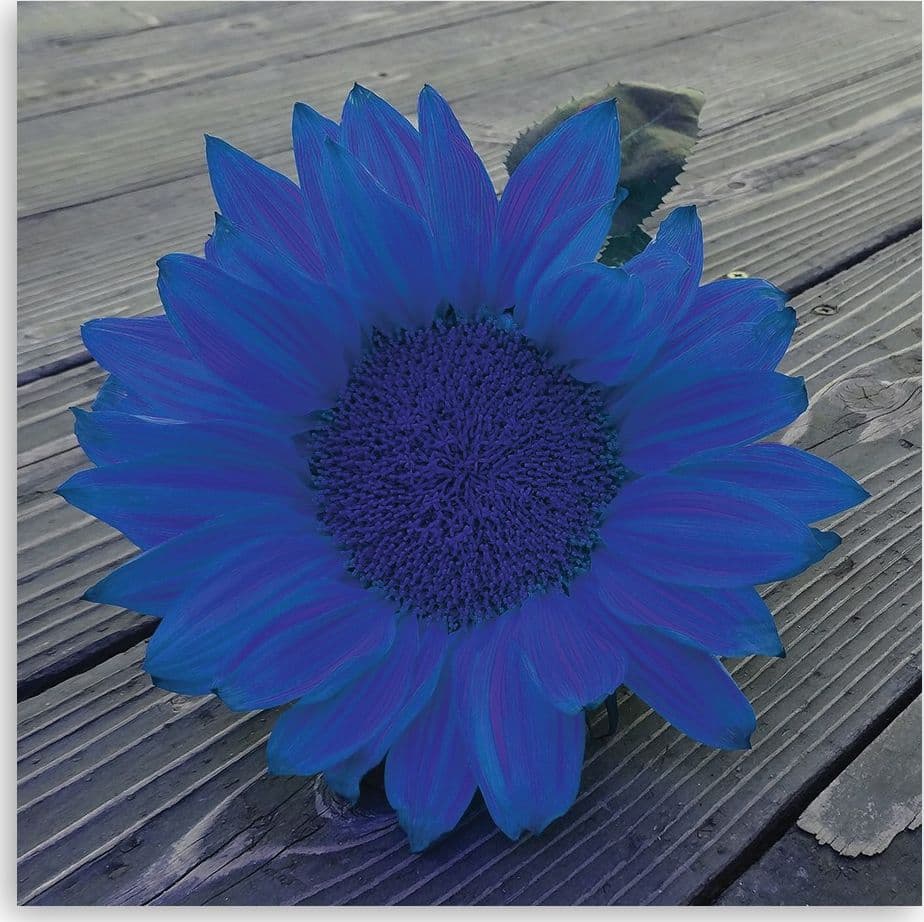 Quadro su tela, Girasole blu - 3