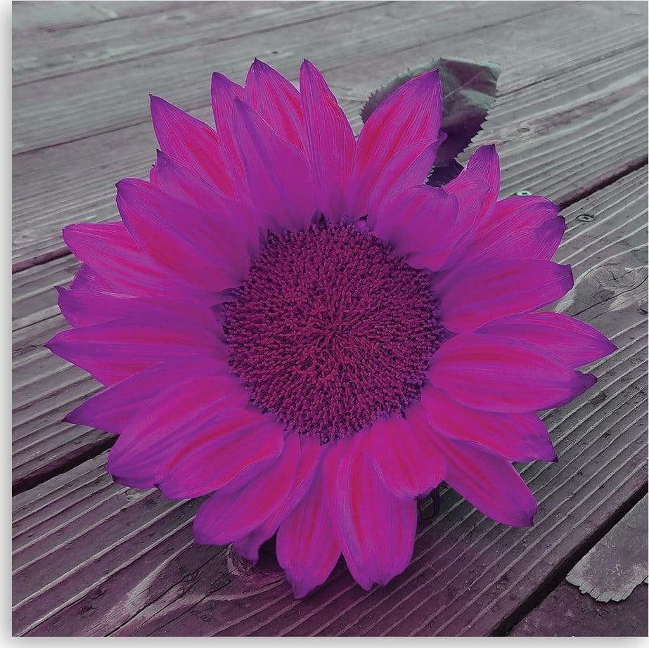 Quadro su tela, Girasole rosa - 3
