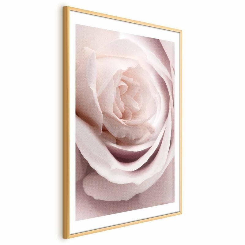 Poster - Porcelain Rose - 19