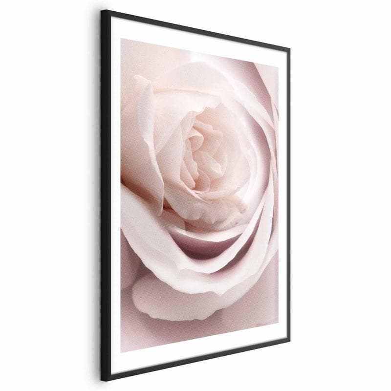 Poster - Porcelain Rose - 20