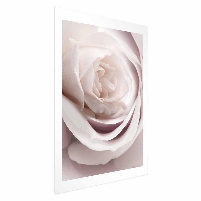 Poster - Porcelain Rose - 16