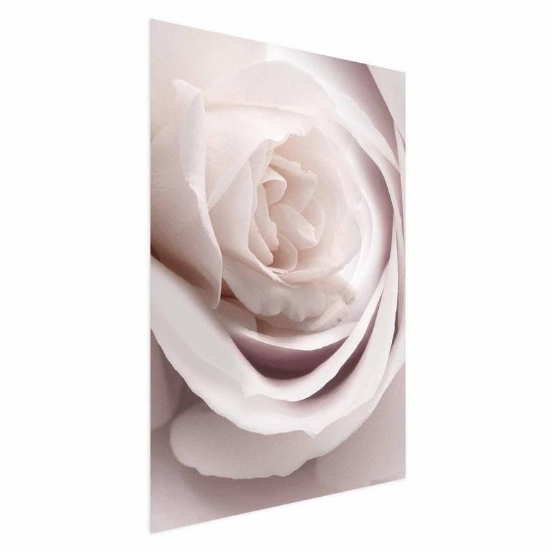 Poster - Porcelain Rose - 15