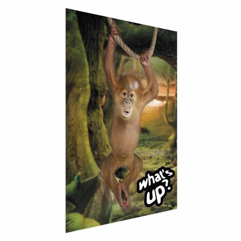 Poster - Whats Up? - 15