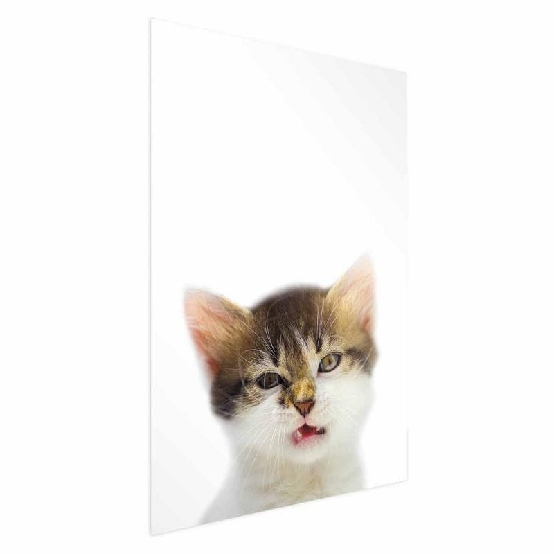 Poster - Annoyed Cat - 15